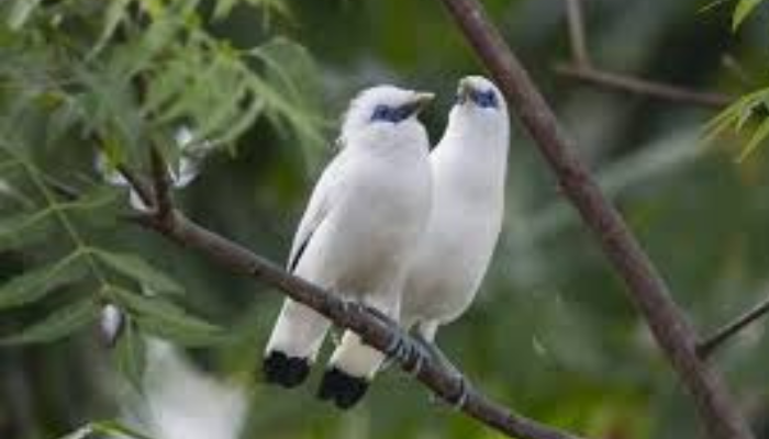 Rekomendasi Tempat Wisata Di Bali Barat